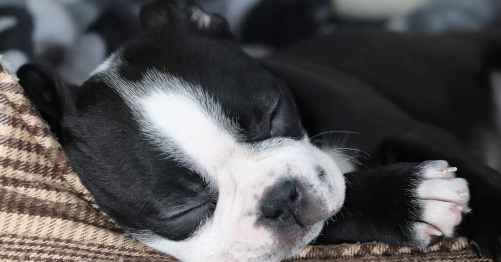 16+ Best Animal Care & Training Courses on Udemy to Confidently Handle and Train Pets